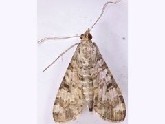 Dysallacta negatalis