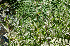 Angelica hendersonii