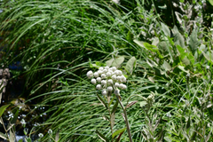 Angelica hendersonii