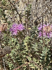 Monardella villosa ssp. villosa