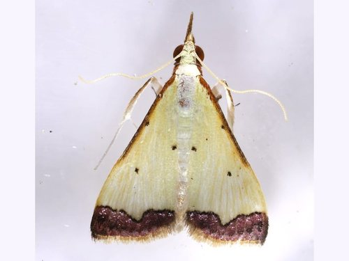 Autocharis hedyphaes (Turner, 1913)