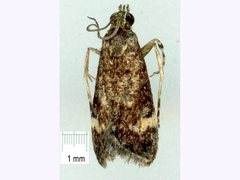 Heliothela ophideresana