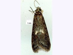 Eclipsiodes homora
