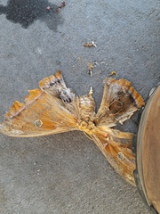 Antheraea polyphemus