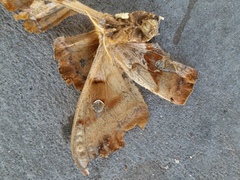 Antheraea polyphemus