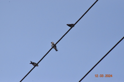 Chestnut-collared Swallow (Petrochelidon rufocollaris), photo 2