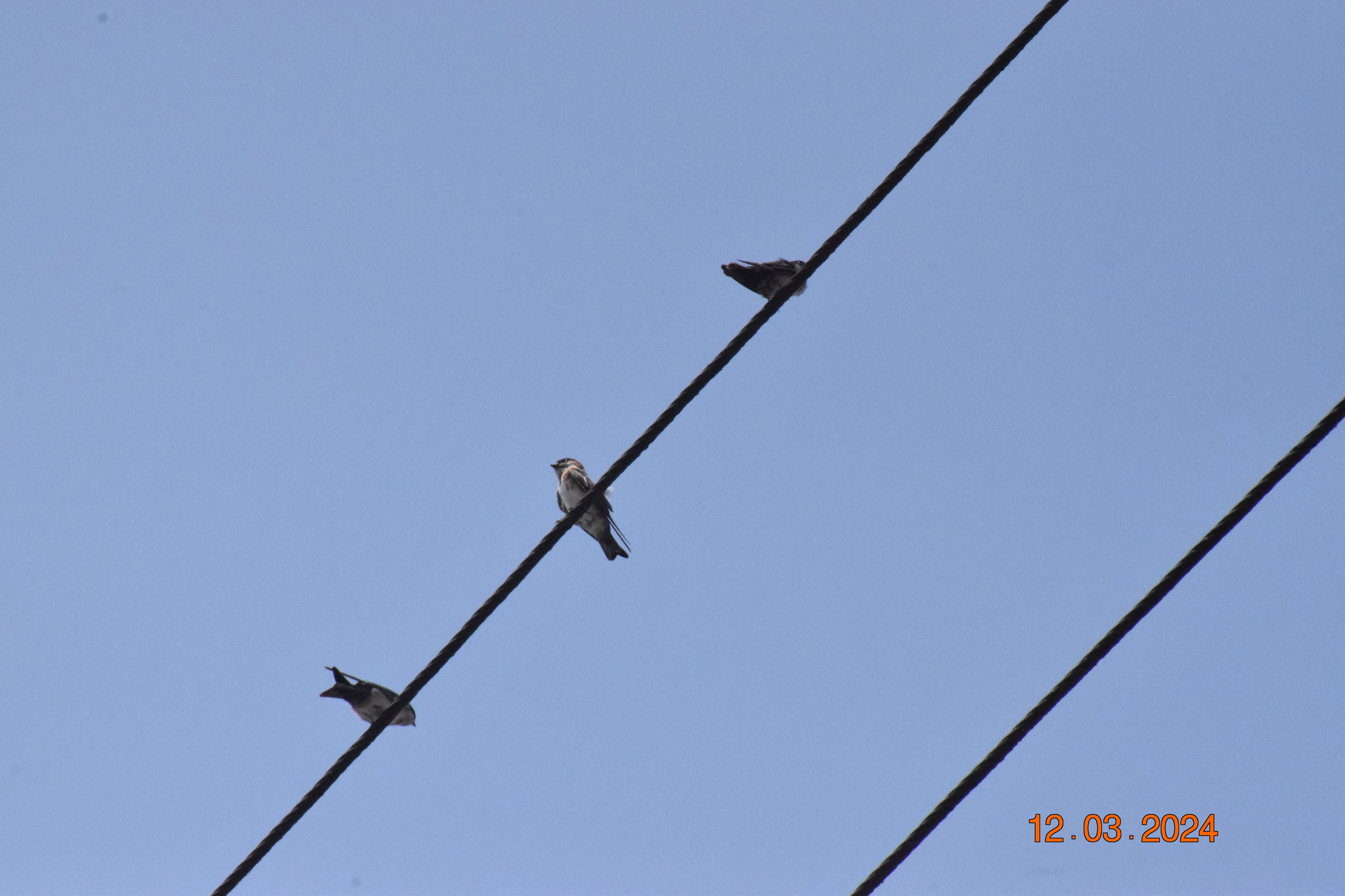 Chestnut-collared Swallow (Petrochelidon rufocollaris), photo 2