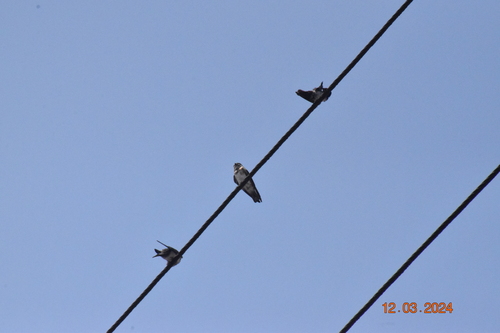 Chestnut-collared Swallow (Petrochelidon rufocollaris), photo 3