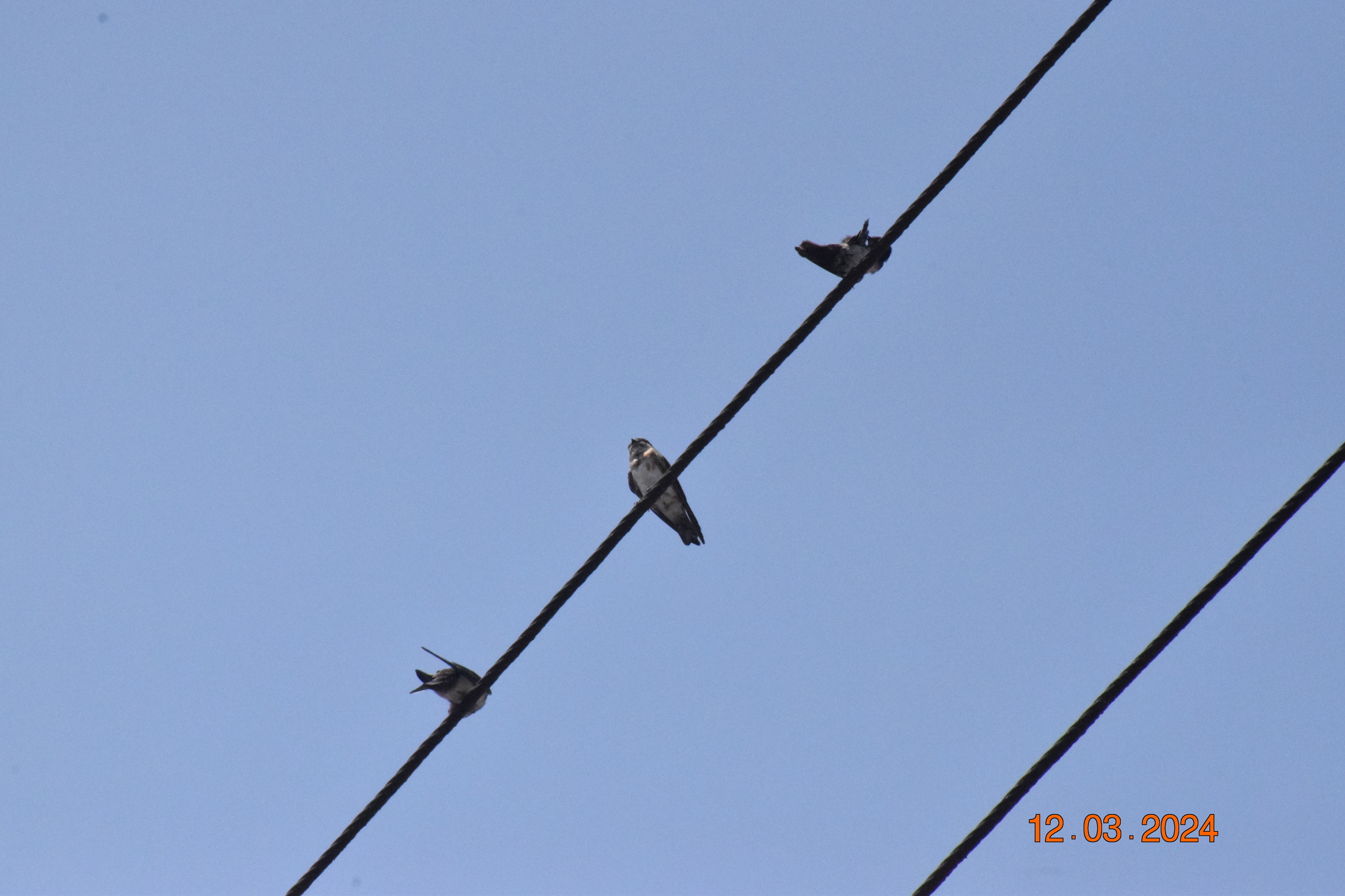 Chestnut-collared Swallow (Petrochelidon rufocollaris), photo 3