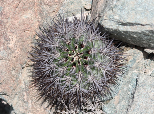 Eriosyce paucicostata ssp. echinus