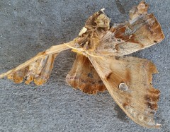 Antheraea polyphemus