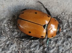 Pelidnota punctata