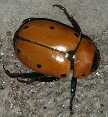 Pelidnota punctata