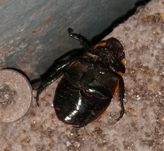 Pelidnota punctata