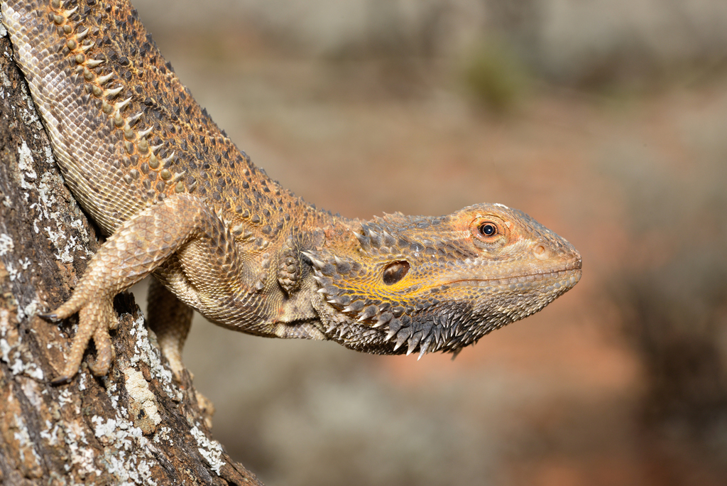 Agame barbu (dragon barbu) (Pogona vitticeps)