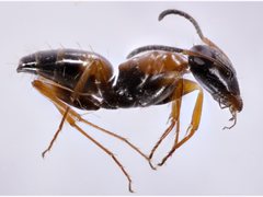 Opisthopsis picta