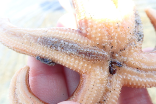 Arctonoe fragilis