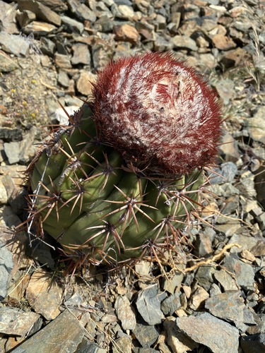 Melocactus stramineus