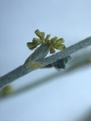 Eriogonum gracile gracile