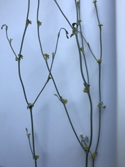 Eriogonum gracile gracile