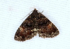 Metalectra richardsi