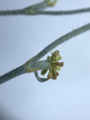 Eriogonum gracile gracile