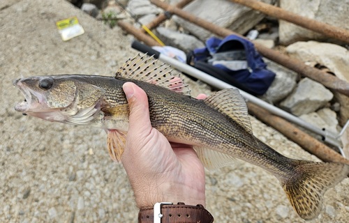 Sauger