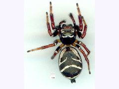 Zenodorus metallescens