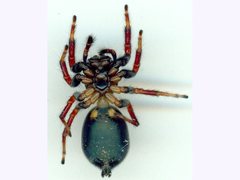 Zenodorus metallescens