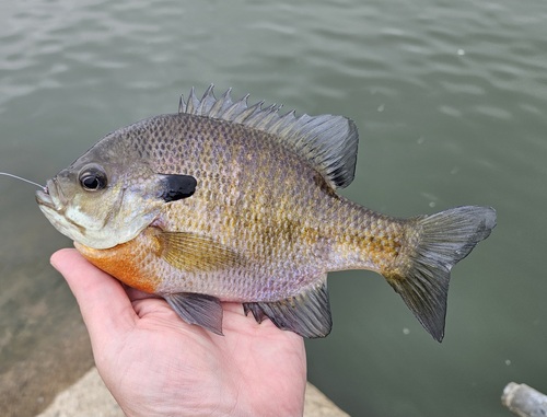 Bluegill, photo 7 of 10