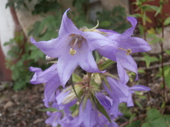 Campanula trachelium
