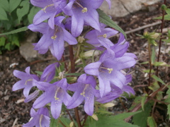 Campanula trachelium