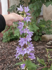 Campanula trachelium