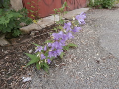 Campanula trachelium