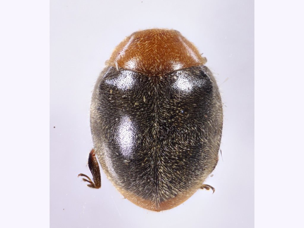 Bucolus cirrhosus