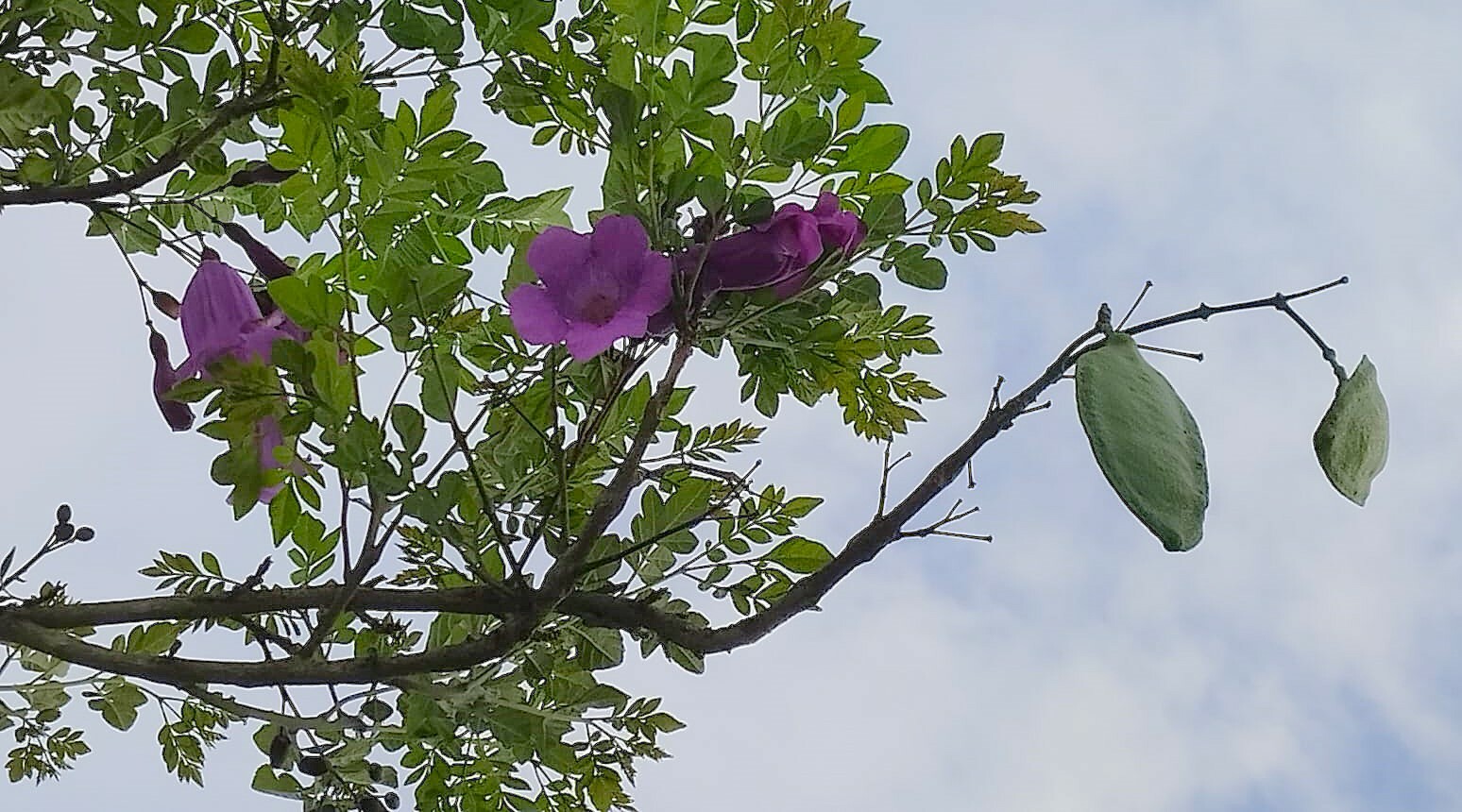 Jacaranda puberula