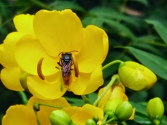 Augochlora nigrocyanea