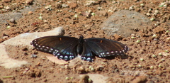 Limenitis arthemis arizonensis