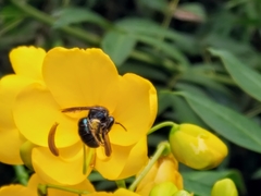 Augochlora nigrocyanea