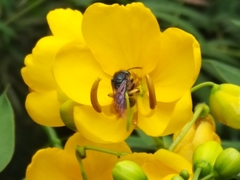 Augochlora nigrocyanea