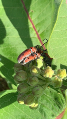 Tetraopes annulatus