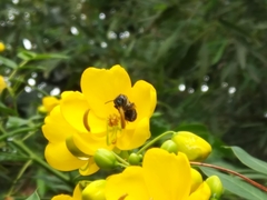 Augochlora nigrocyanea