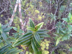 Veronica pubescens pubescens