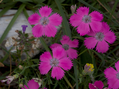 Dianthus pavonius