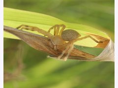 Neosparassus salacius