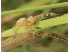 Neosparassus salacius