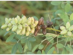 Crotalaria goreensis