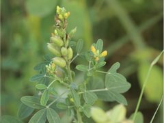 Crotalaria goreensis