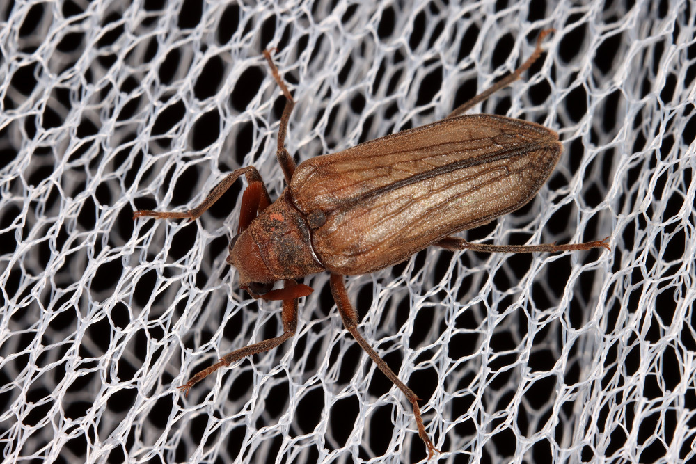 Arrhaphipterus schelkownikoffi