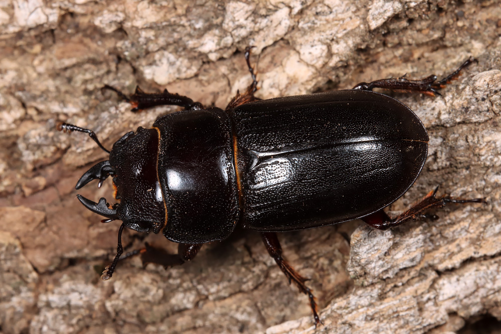 Dorcus peyronis